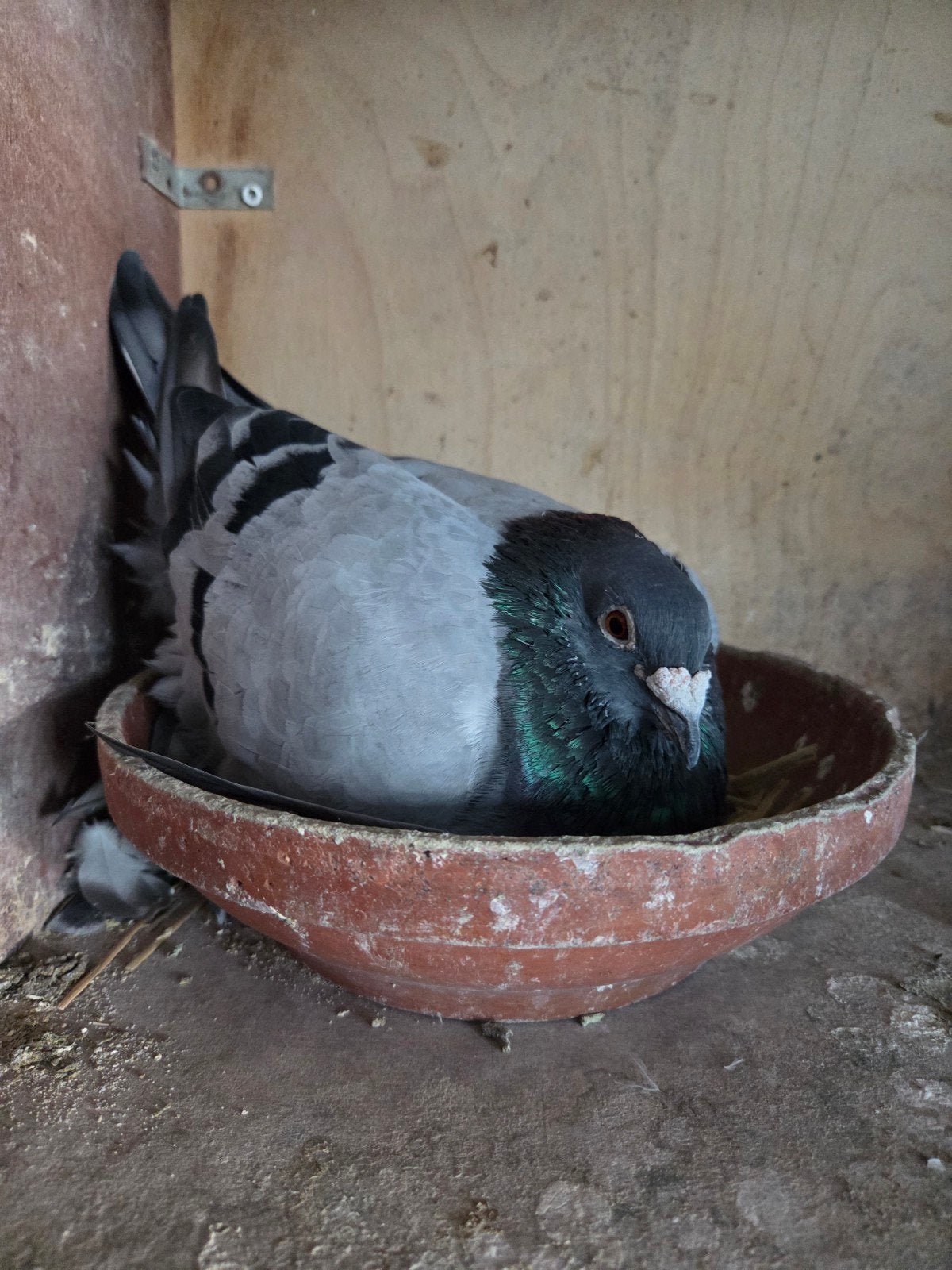 Bewezen kweker ., Mannelijk, Postduif
