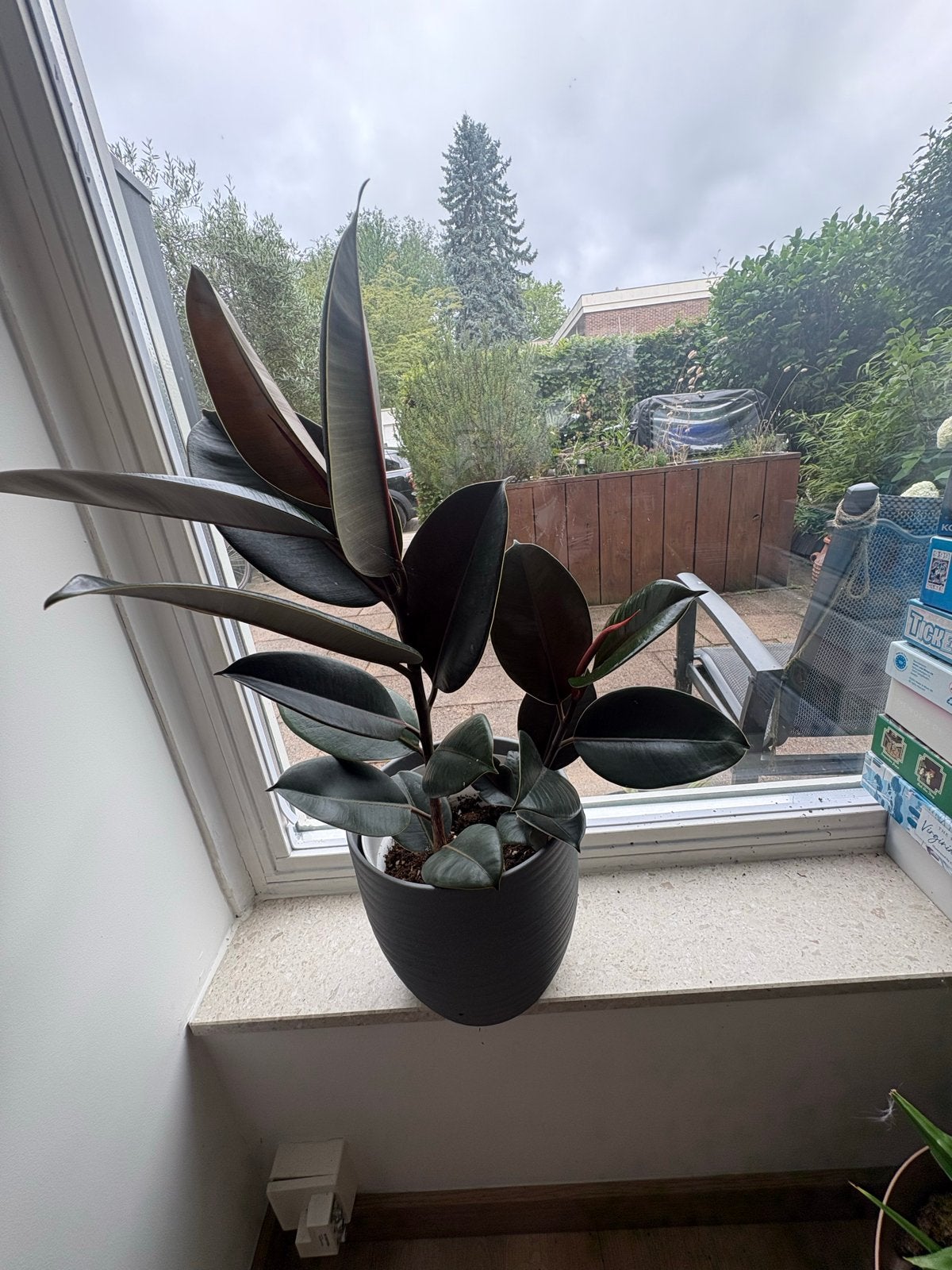 Twee Rubberplanten (Ficus elastica) - 50cm en 30cm, Ophalen, Ficus, Halfschaduw, In pot