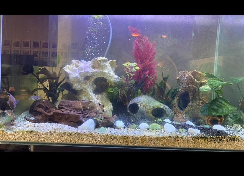 Superfish Home 85 met toebehoren, Dieren en Toebehoren, Vissen | Aquaria en Toebehoren, Ophalen, Inclusief deksel, Leeg aquarium