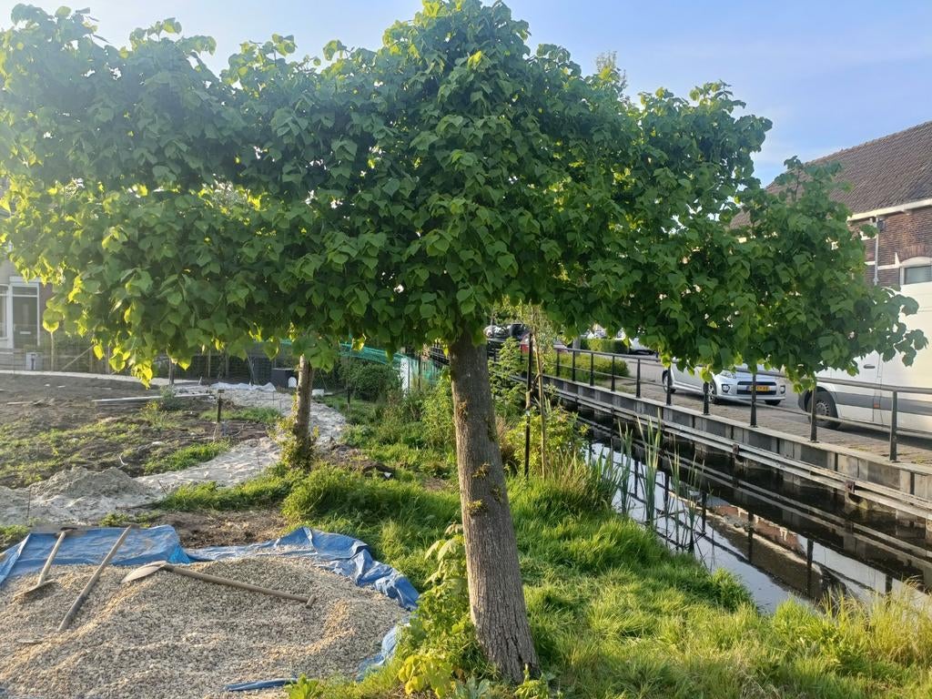 Grote volwassen leilinde - Ideaal voor schaduw en privacy, Tuin en Terras, Planten | Bomen, Ophalen of Verzenden, Volle zon, Overige soorten