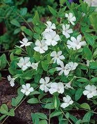 vinca minor maagdenpalm, vaste plant, bodembedekker, Ophalen, Vaste plant, Bodembedekkers, Halfschaduw