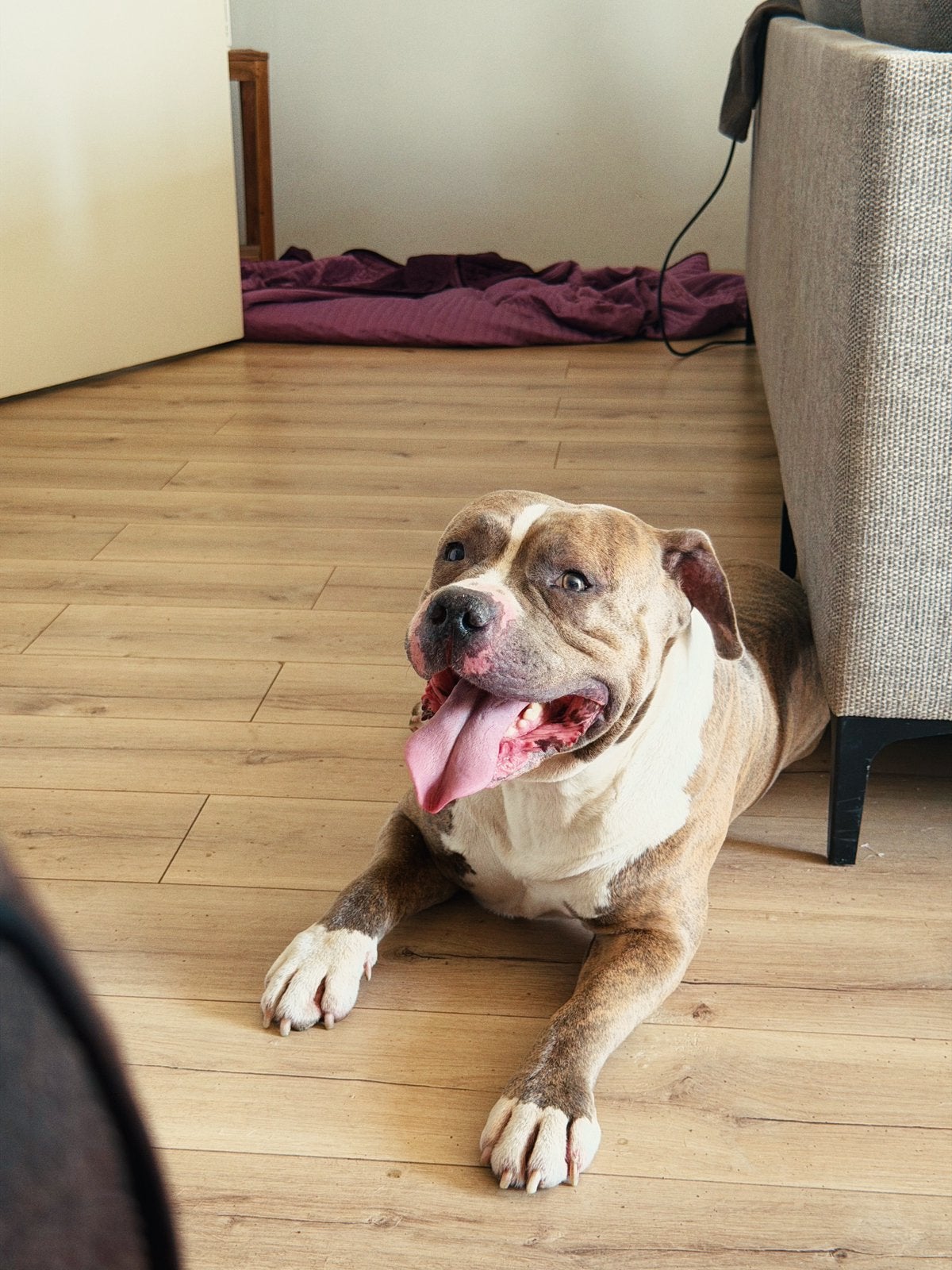 American bully, Reu, Eén hond, CDV (hondenziekte), Nederland