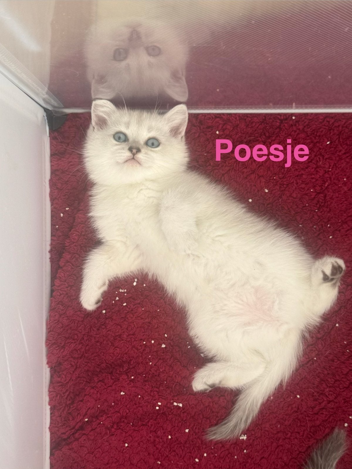 Britse korthaar kittens, Meerdere dieren, Ontwormd, 0 tot 2 jaar