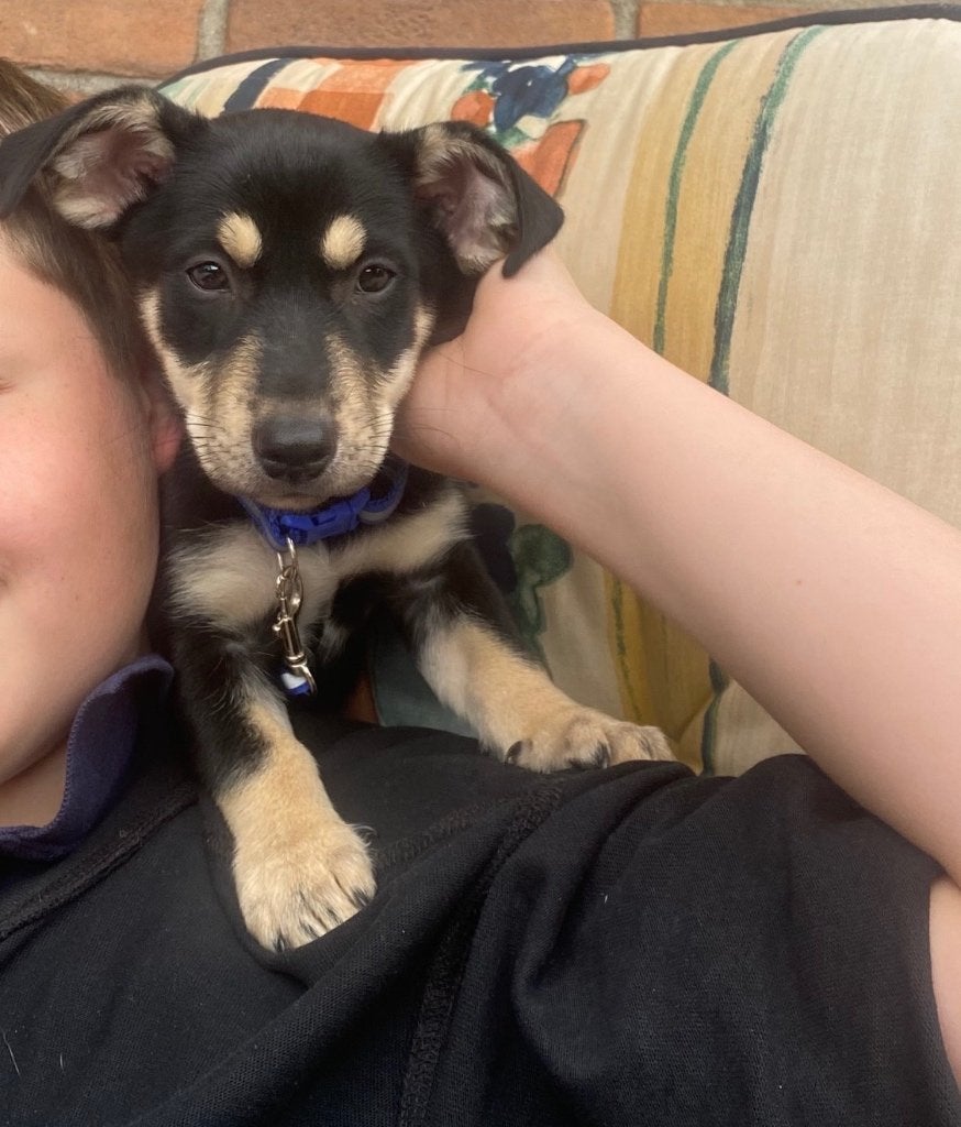 Jack Russell  Black and Tan pup, Dieren en Toebehoren, Reu, 8 tot 15 weken, Parvo, Meerdere