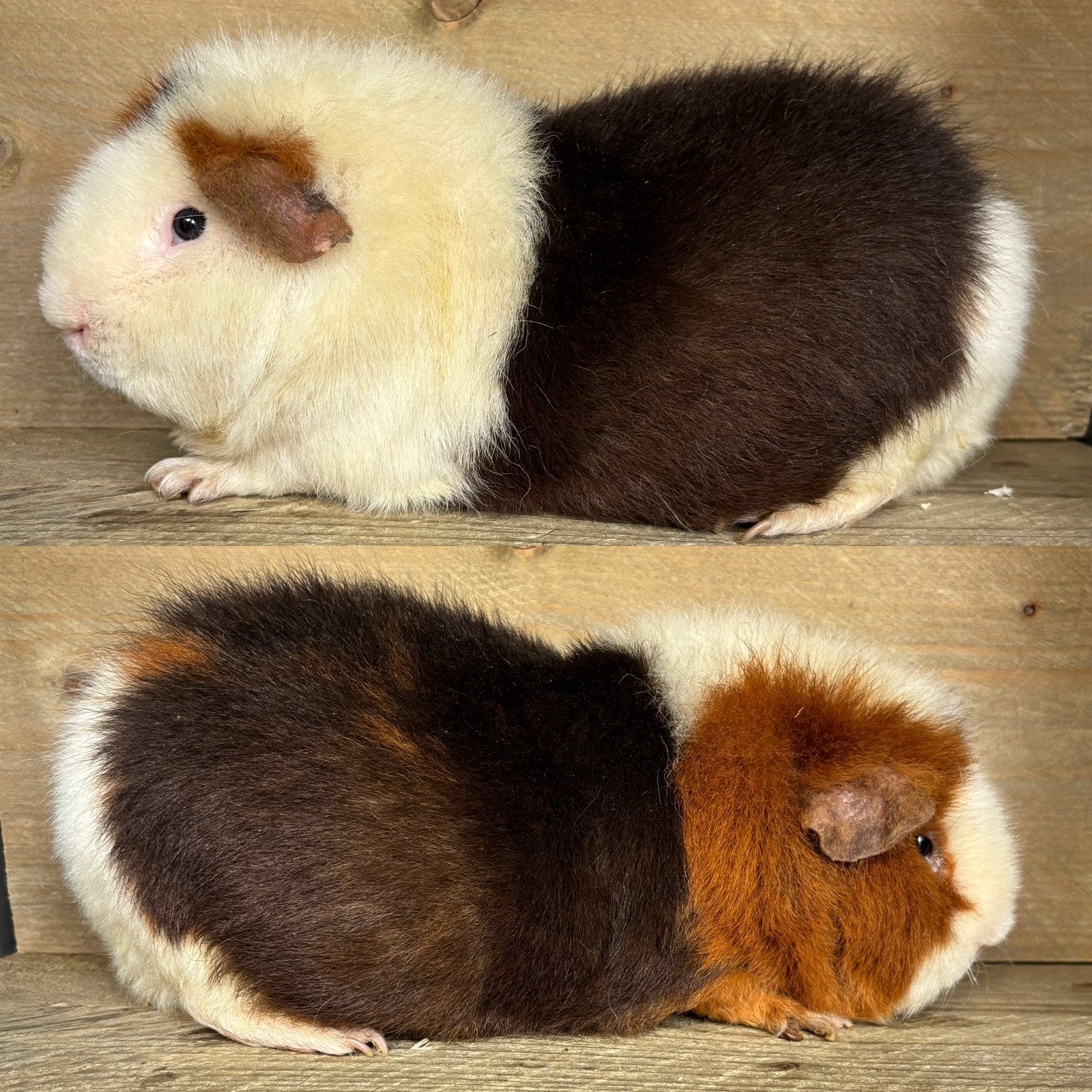 Us teddy choco goud wit beertje, Mannelijk, Tam, Maart, Cavia