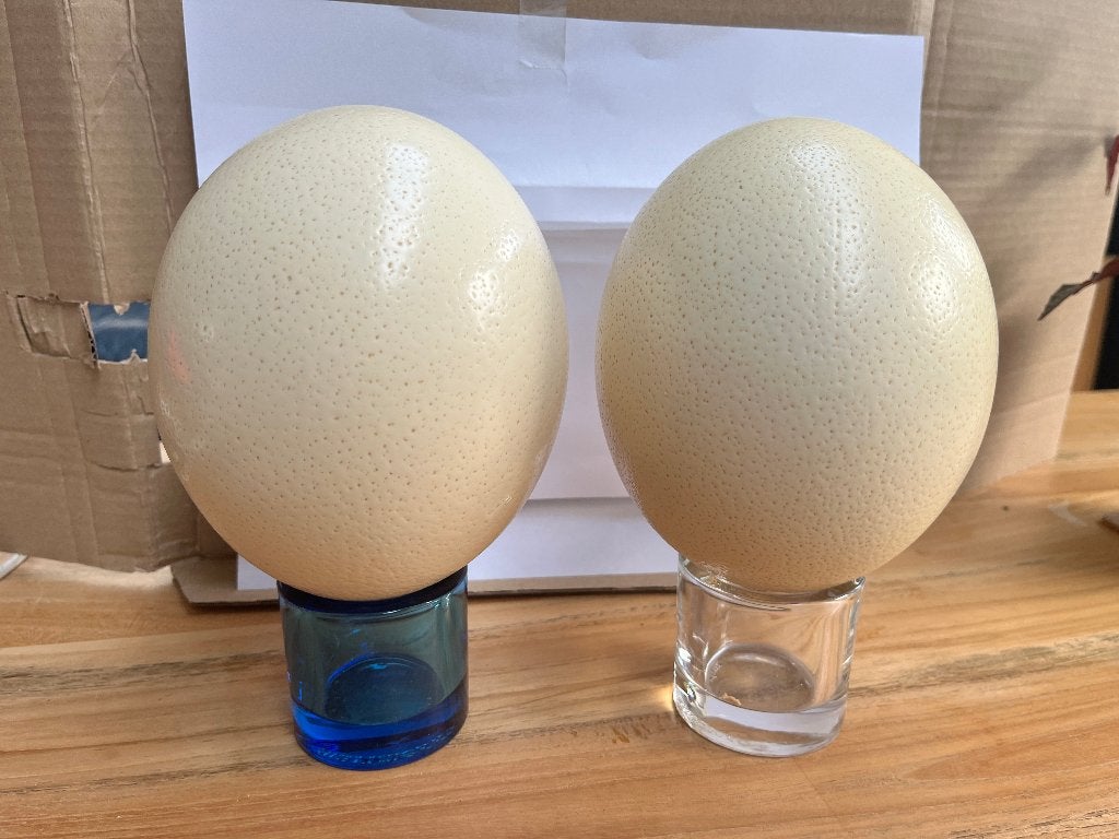 2X PRACHTIGE ZUID AFRIKAANSE STRUISVOGEL EIEREN,UITGEBLAZEN., Ophalen of Verzenden