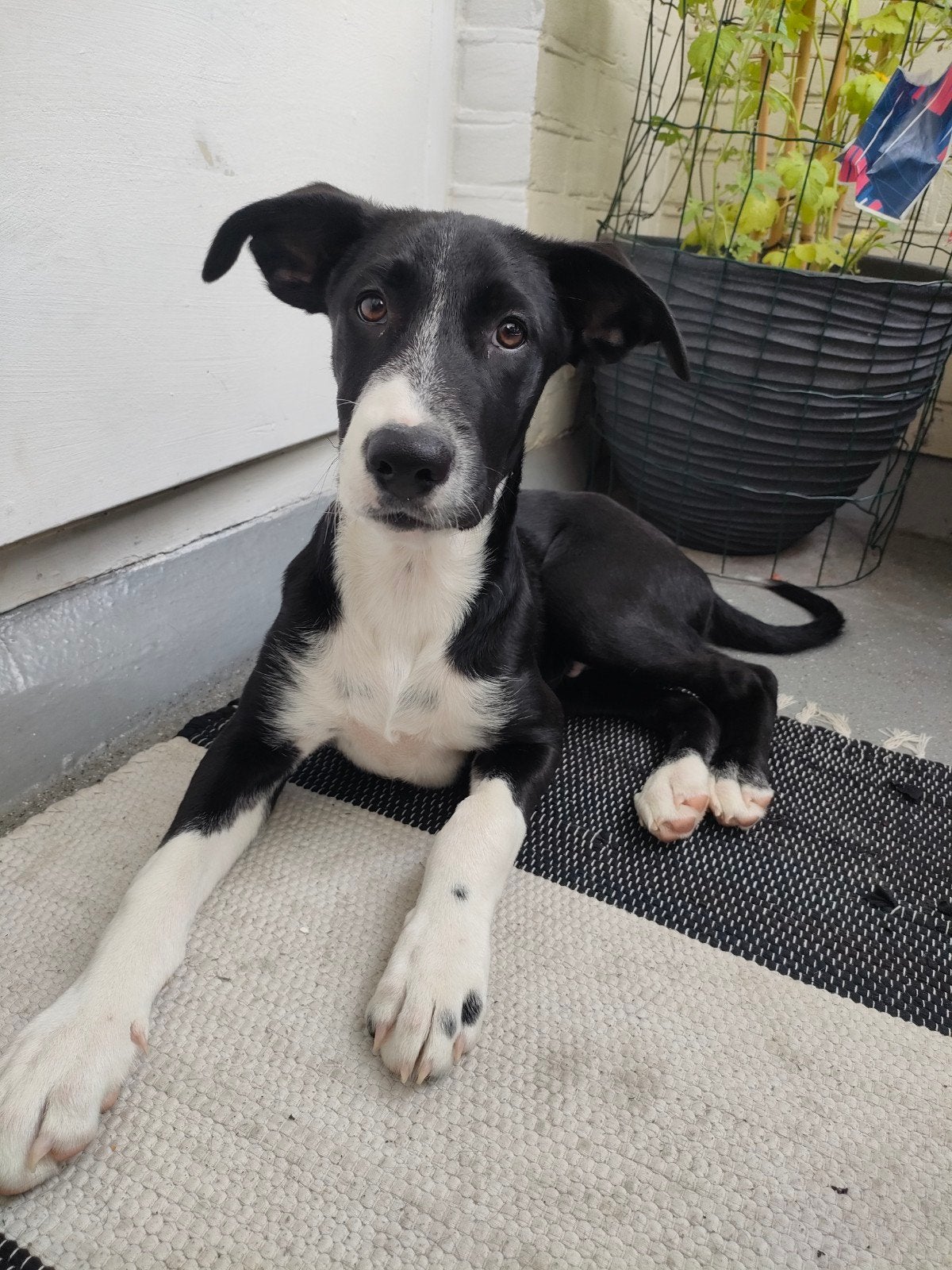 Puppy | Lieve jonge reu zoekt een warm en actief thuis, Dieren en Toebehoren, Honden | Niet-rashonden, Particulier, Rabiës (hondsdolheid)