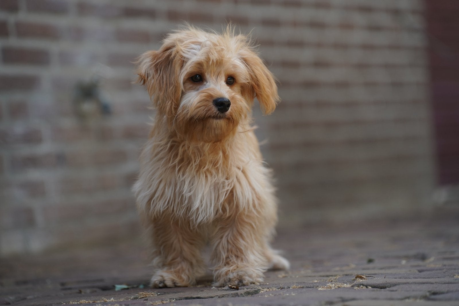 Boompoo pups | Boomer x Dwergpoedel, Dieren en Toebehoren, Parvo, Nederland, 15 weken tot 1 jaar, Meerdere