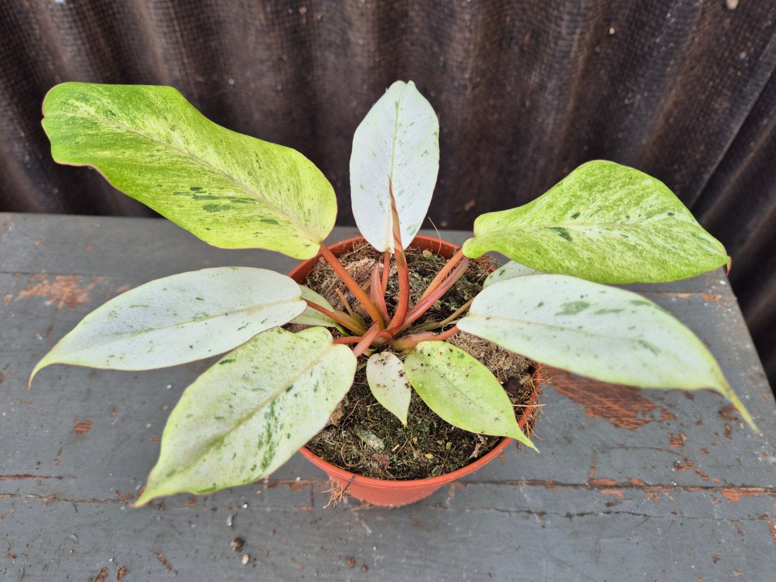 Philodendron Snowdrift p12 (1), Huis en Inrichting, Kamerplanten, Ophalen of Verzenden, Halfschaduw, Minder dan 100 cm