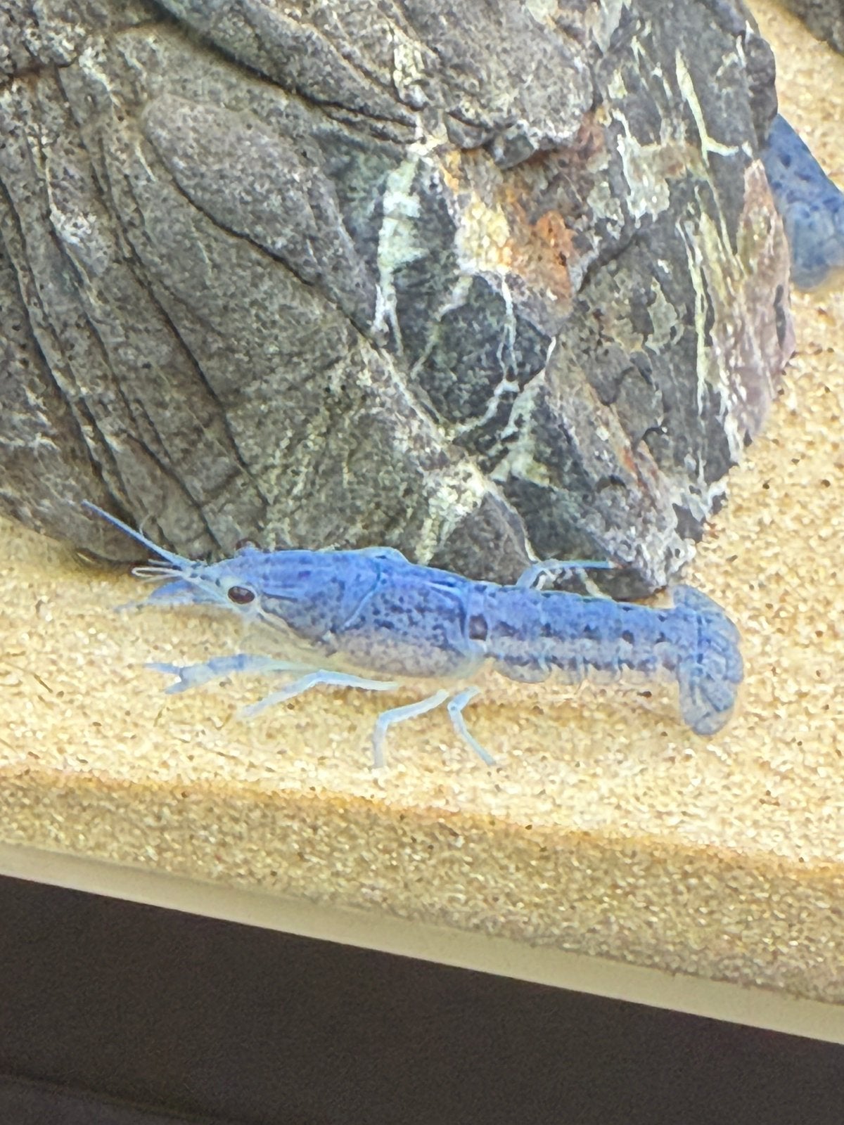 20 Blauwe Florida Kreeften, Kreeft, Krab of Garnaal, Zoetwatervis