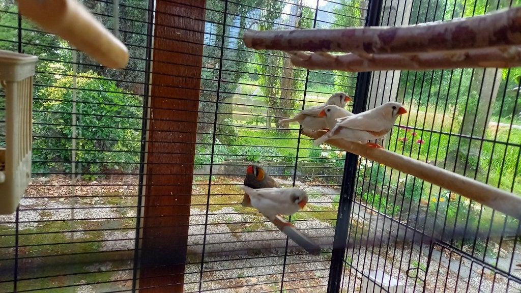 Zebravinken, Dieren en Toebehoren, Ophalen, Zo goed als nieuw, Kooi-accessoires