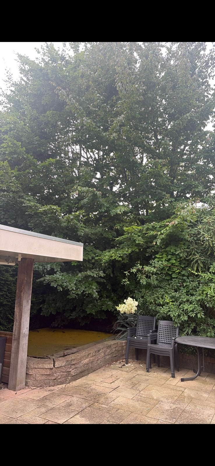 gezocht vakman: boom omzagen bomen, Ophalen of Verzenden, Volle zon, Overige soorten