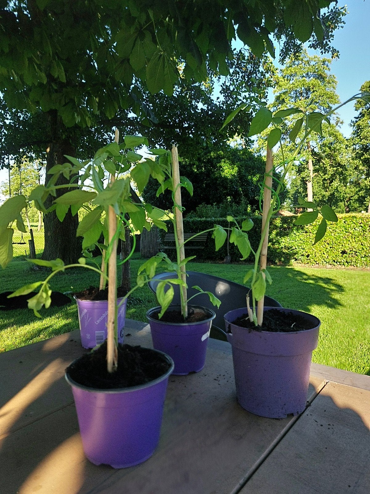 Tomatenplanten - Cherry of Gewone Tomaat - uit eigen kas, Ophalen, Eenjarig, Groenteplanten, Volle zon