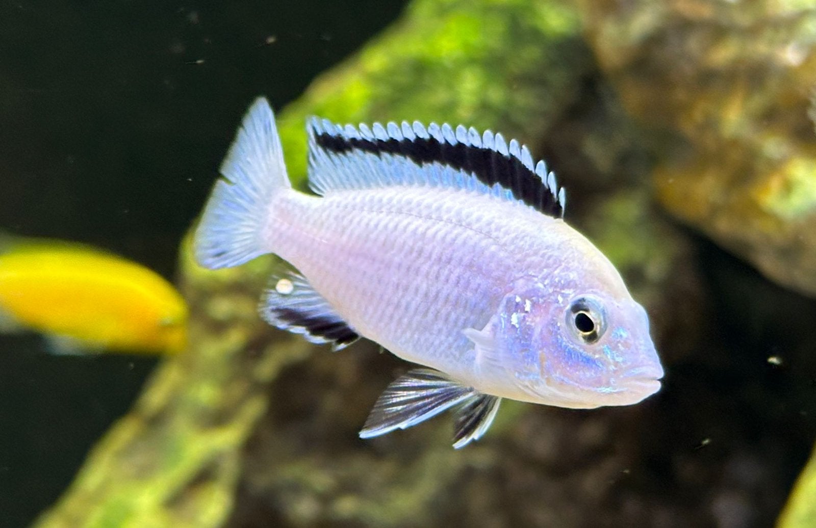 Labidochromis caeruleus nkhata white ( eigen foto’s), Vis