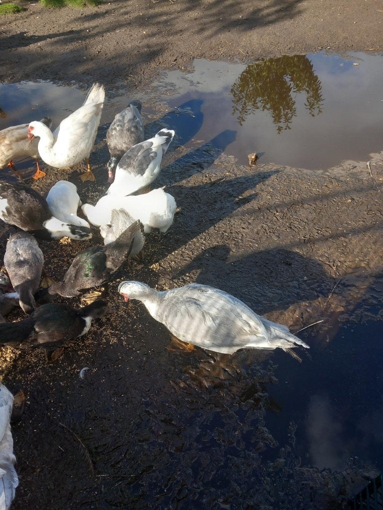 Pluimvee, Dieren en Toebehoren, Meerdere dieren, Eend