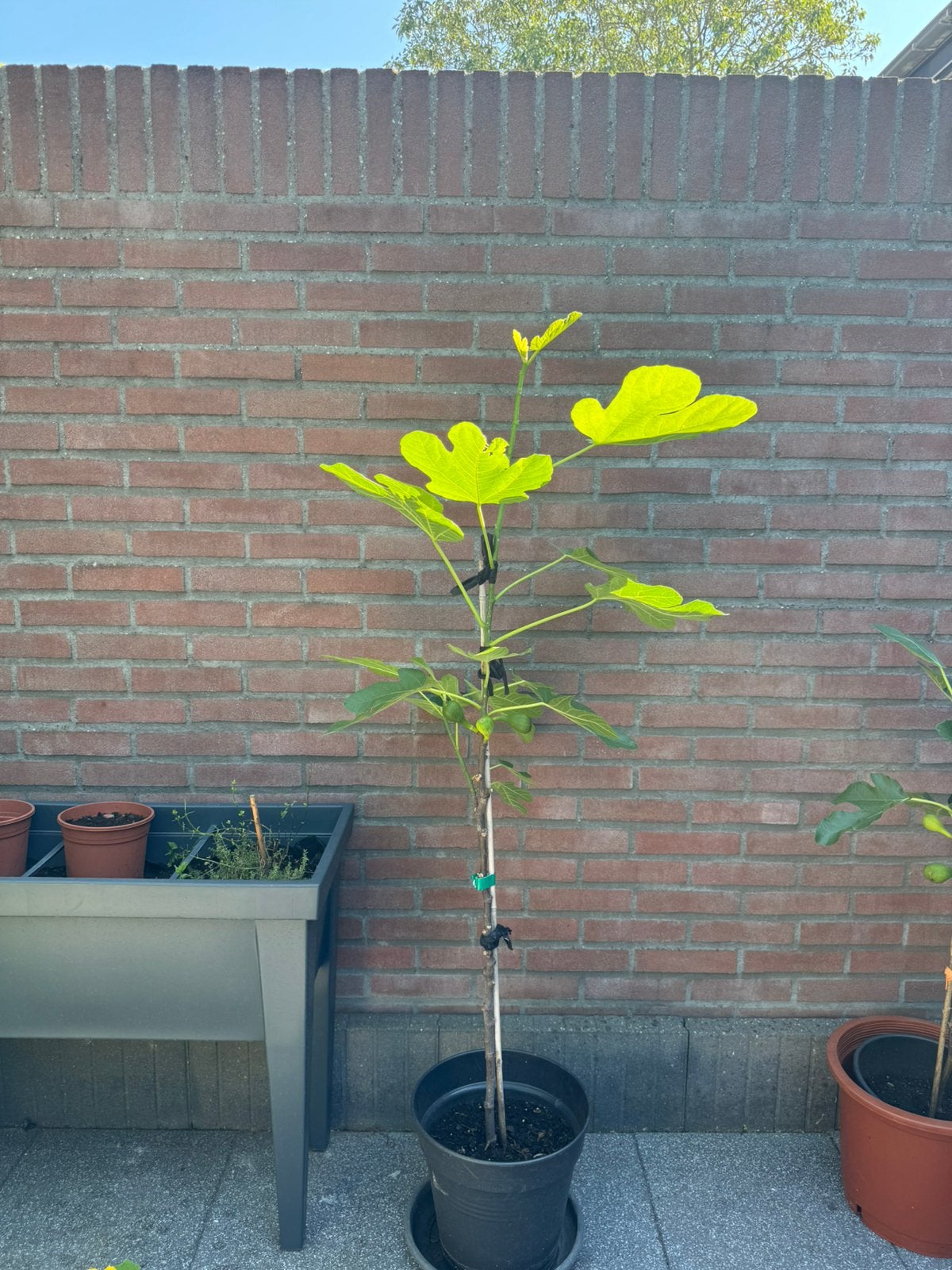 Brown Turkey vijgenboom uit Turkse moederboom  | laatste!, Tuin en Terras, Ophalen, Lente, In pot, 100 tot 250 cm