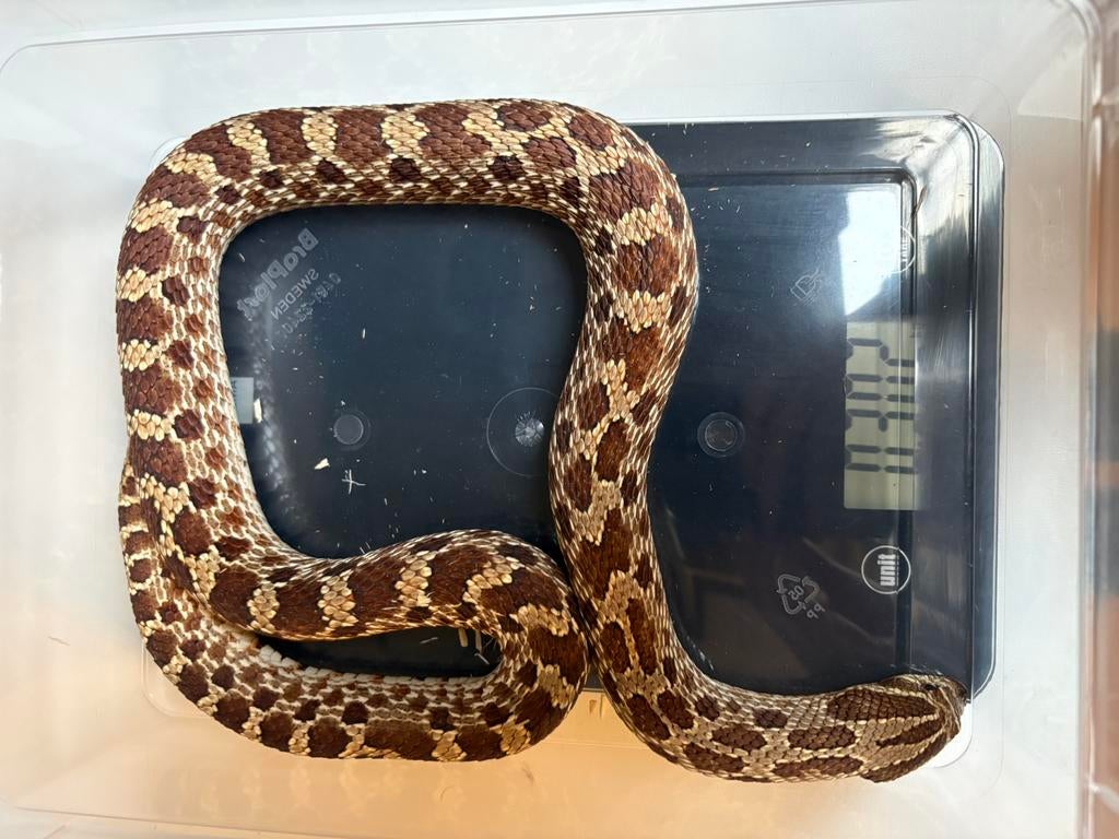 Heterodon nasicus Red Het Ghost 0.1, Slang, 0 tot 2 jaar