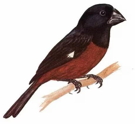 Picolet full pije, Dieren en Toebehoren, Vogels | Overige Vogels, Mannelijk