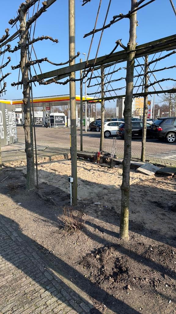 Leibomen, Tuin en Terras, Ophalen of Verzenden, Volle zon, Overige soorten