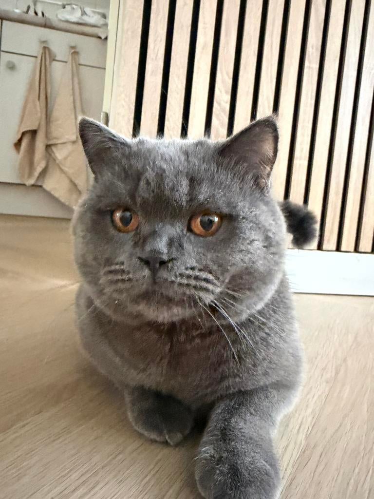 Briste korthaar, Dieren en Toebehoren, Katten en Kittens | Raskatten | Korthaar, Kater, Gechipt