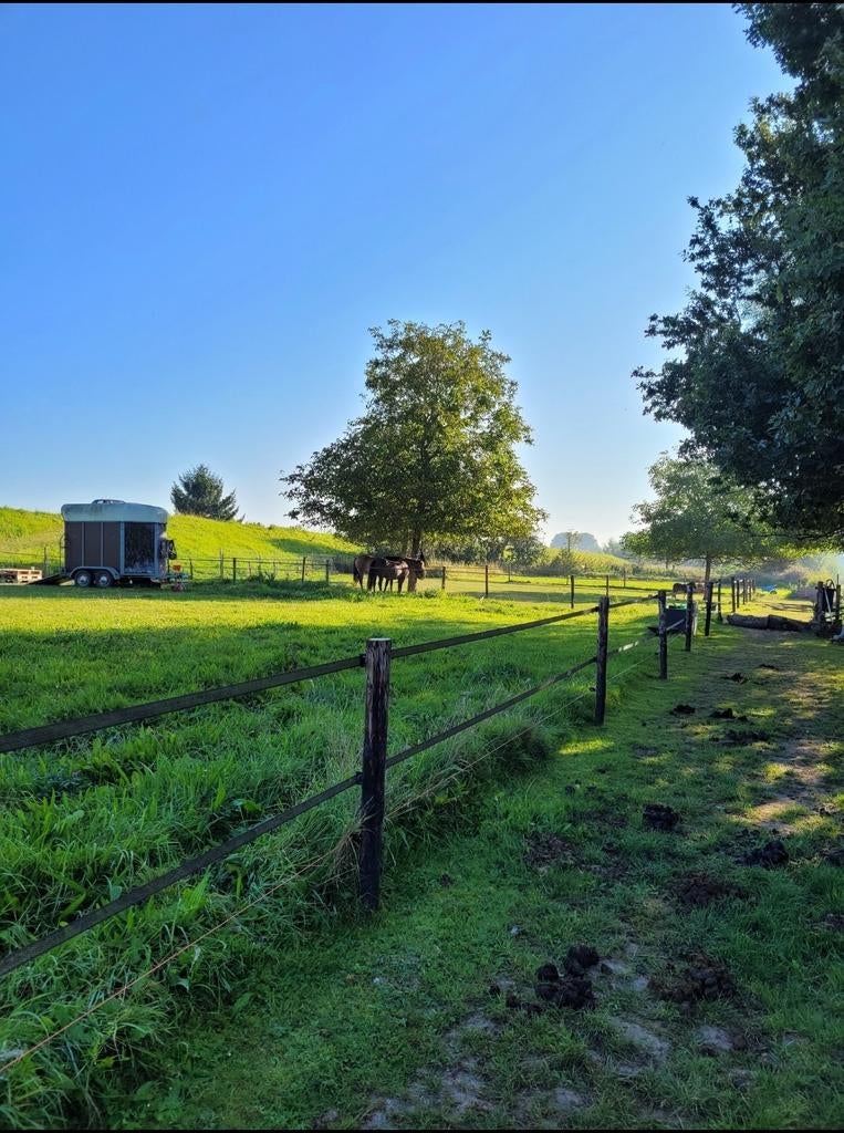 GEZOCHT: veilige plek voor pony’s – tijdelijk, met rust, Dieren en Toebehoren, Stalling en Weidegang