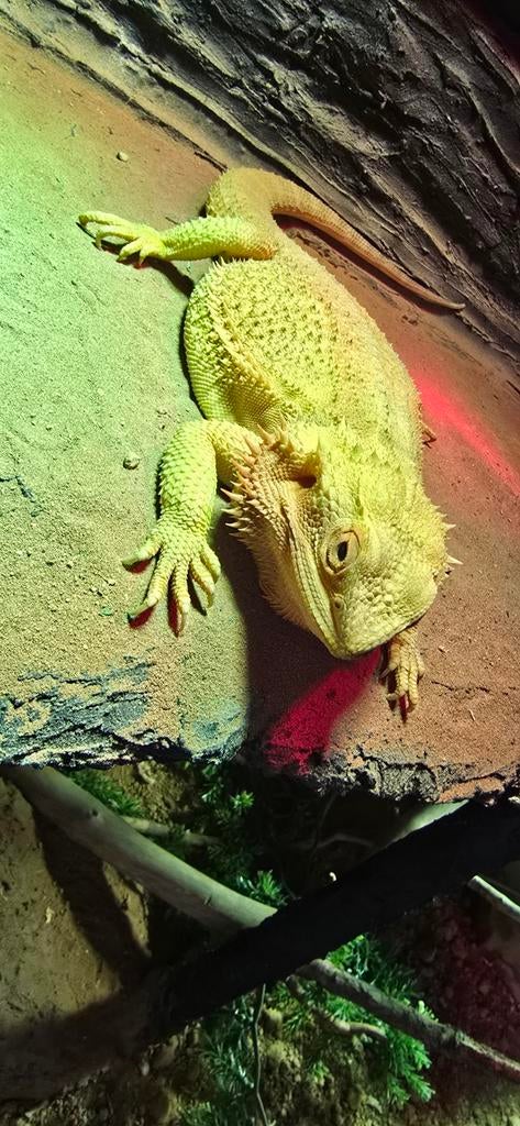 Guus de baardagaam, Dieren en Toebehoren, Hagedis, 0 tot 2 jaar