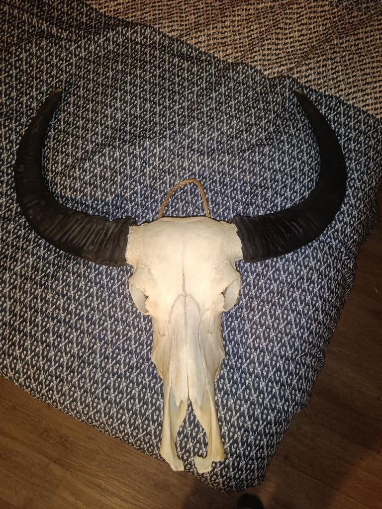 Decoratieve schedel met hoorns, Huis en Inrichting, Ophalen of Verzenden, Gebruikt