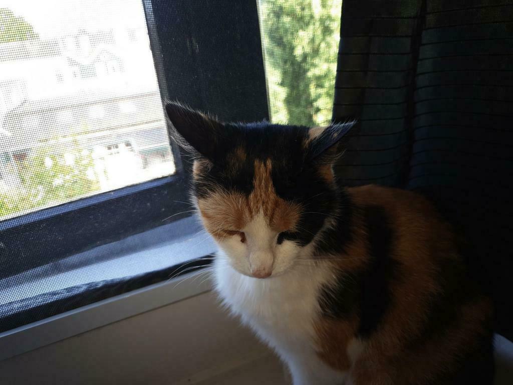 Poes en kat zoeken lief baasje., Dieren en Toebehoren