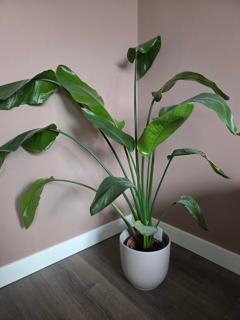 Strelitzia 120cm hoog, Huis en Inrichting, Kamerplanten, Groene kamerplant, Ophalen, Halfschaduw, 100 tot 150 cm