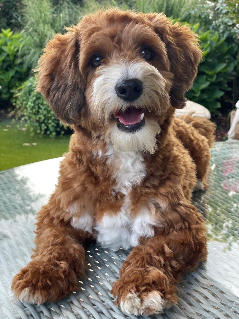Poedel x Maltipoo  malthezer dekreutje        Sjefke, Parvo, Reu, 1 tot 2 jaar, Eén hond