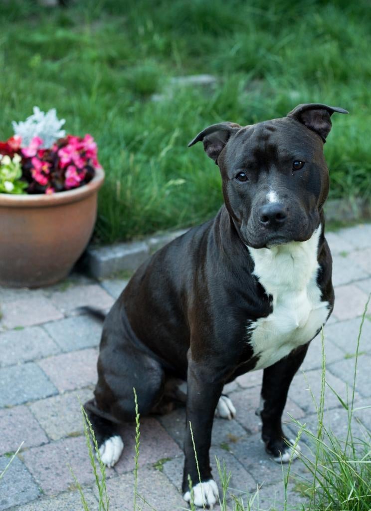 Pitbull dekreu, Dieren en Toebehoren, 15 weken tot 1 jaar, Reu, Eén hond, Nederland
