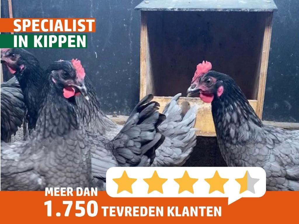 Blue de Landes Kippen | Goede legger | Passend advies, Vrouwelijk, Kip
