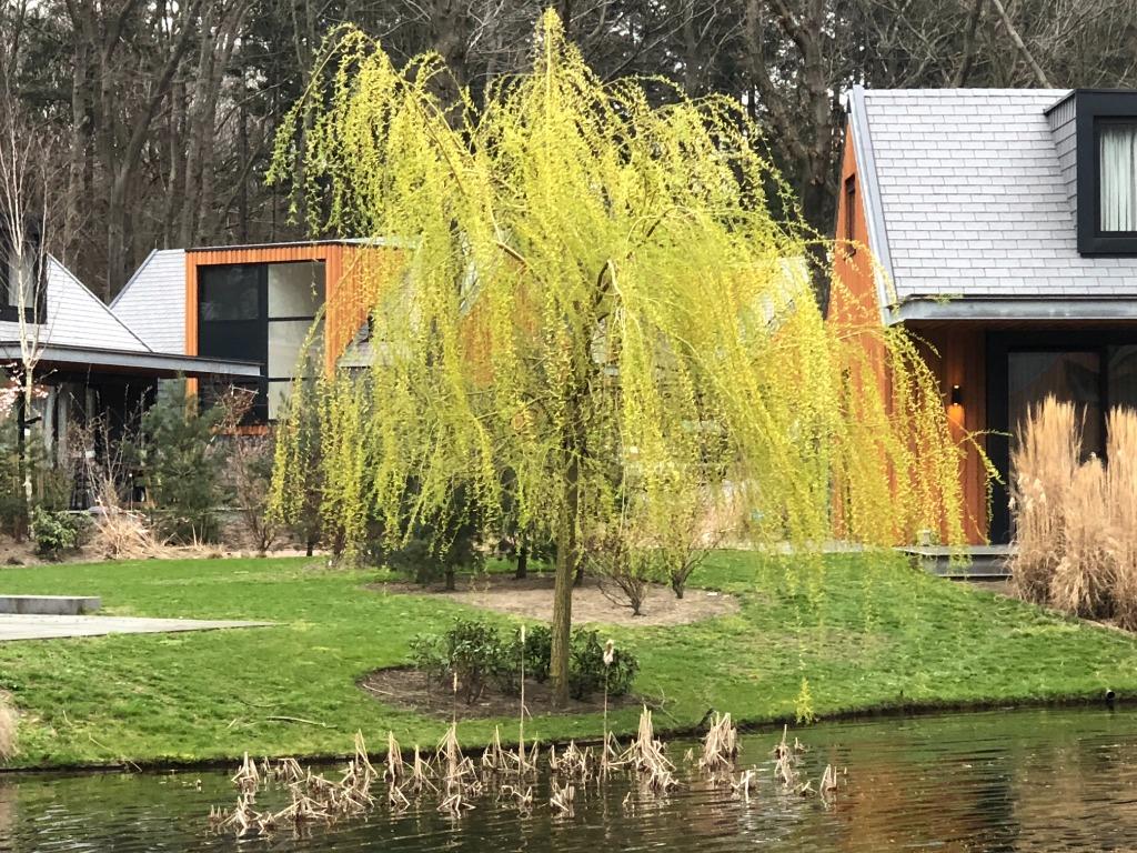 Treurwilg, Salix sepulcralis 'Chrysocoma' in 2 maten!!, Ophalen, Winter, 400 cm of meer, Treurboom