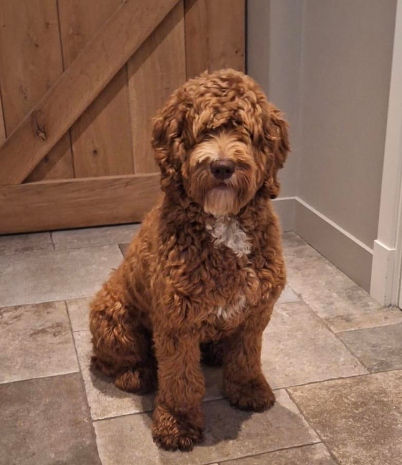 Dekreu Australian Labradoodle 45 cm (medium), Reu, 1 tot 2 jaar, Eén hond, Nederland