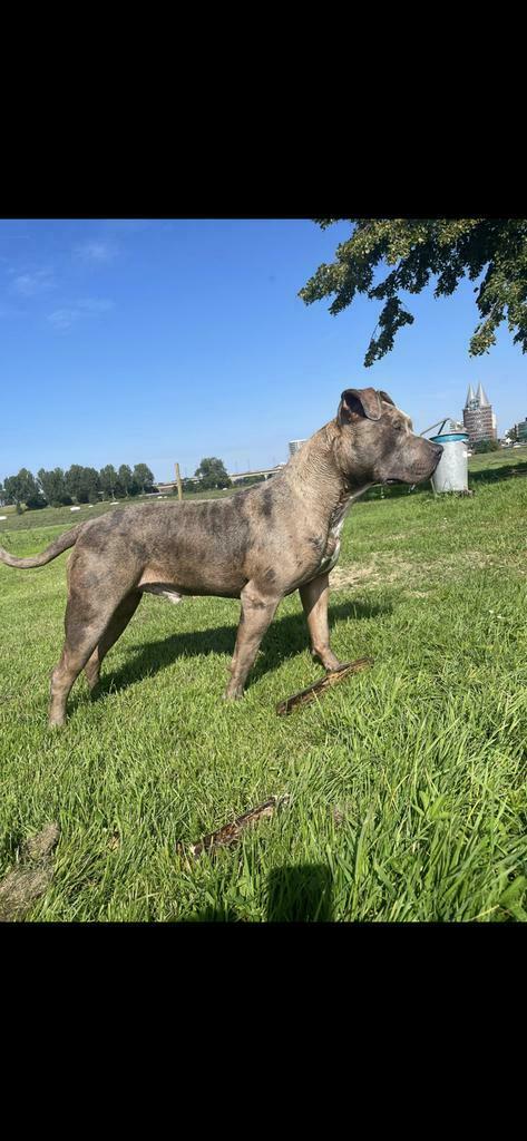 Dekreu american bully XL ABKC, Reu, 1 tot 2 jaar, Eén hond, CDV (hondenziekte)