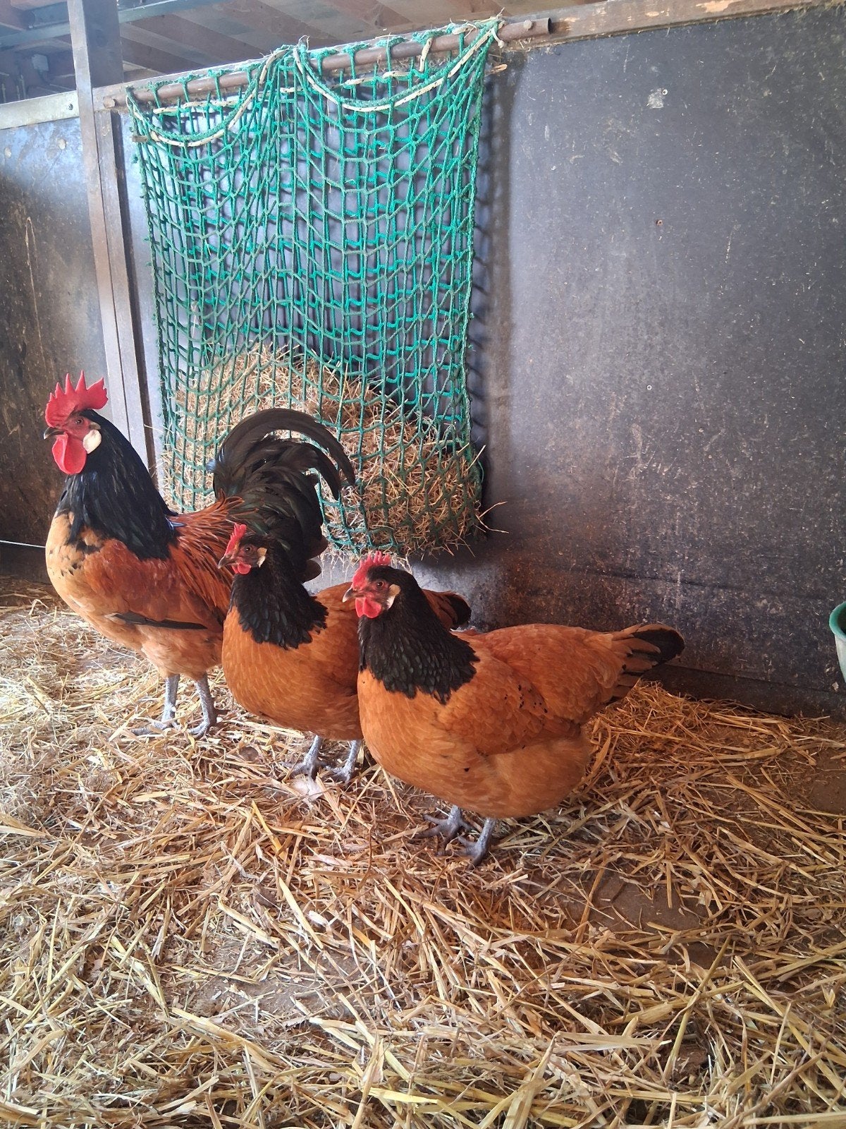 Mooi jonge vorwerk kippen , grote soort.Nog 1 Haan, Dieren en Toebehoren, Pluimvee, Vrouwelijk, Kip