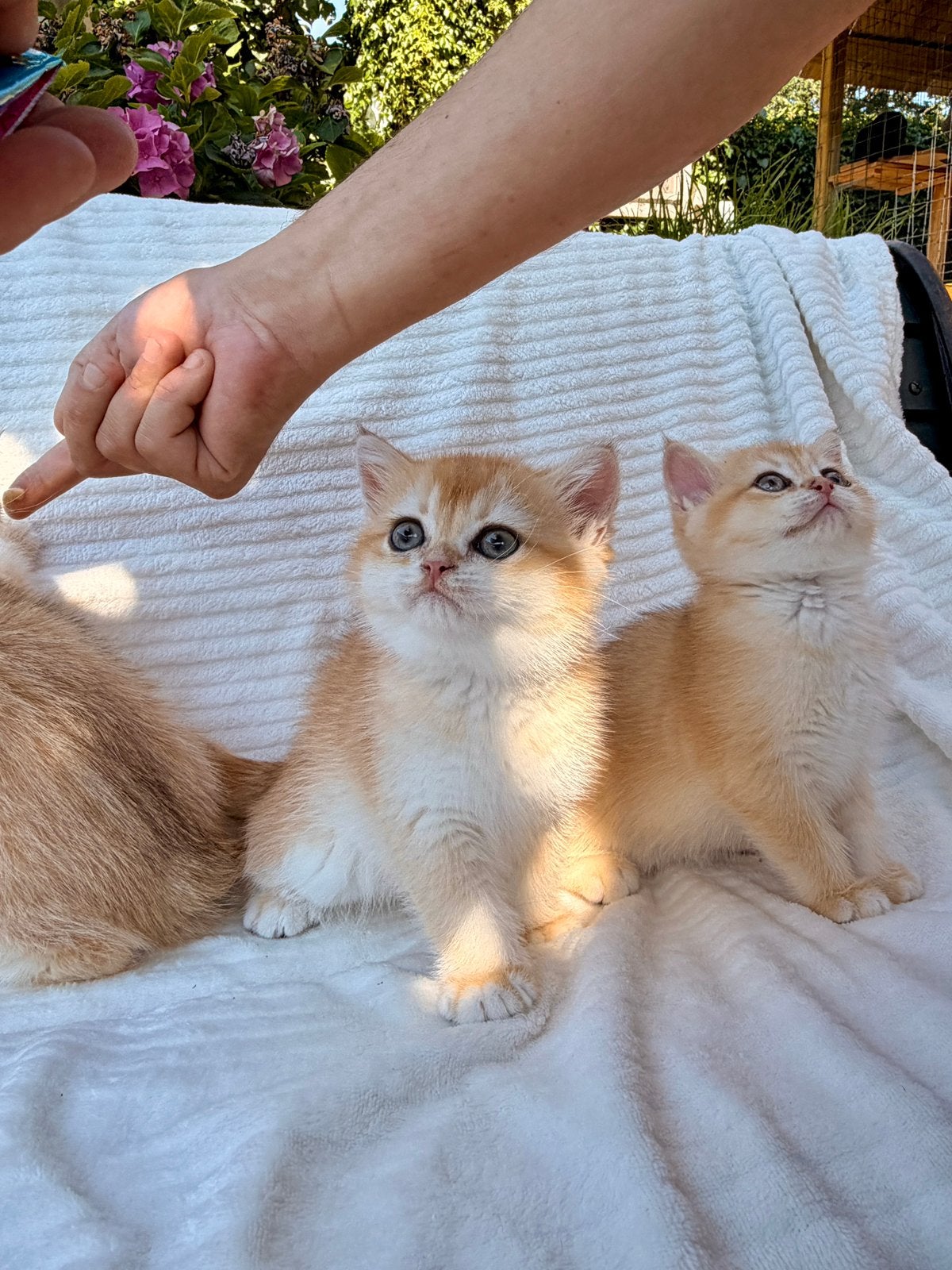 Kittens British shorthair: Golden Shaded cartoon faces, Dieren en Toebehoren, Poes, Gechipt, 0 tot 2 jaar
