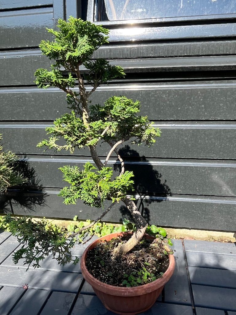 Hinoki cypress pre bonsai, Bloeit niet, Verzenden, Halfschaduw, Overige soorten