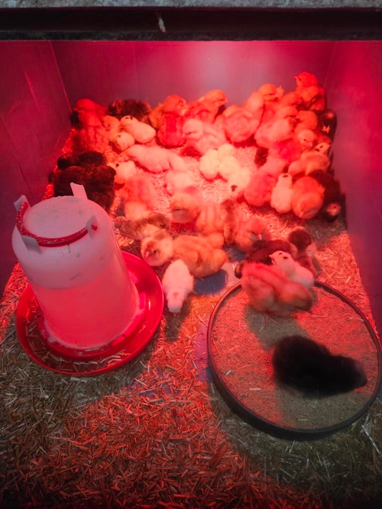 kuikens te koop, Meerdere dieren, Kip