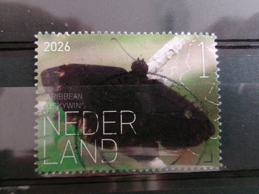 2026 - vlinder saba - caribbean duskwing (806b), Postzegels en Munten, Ophalen of Verzenden, Gestempeld