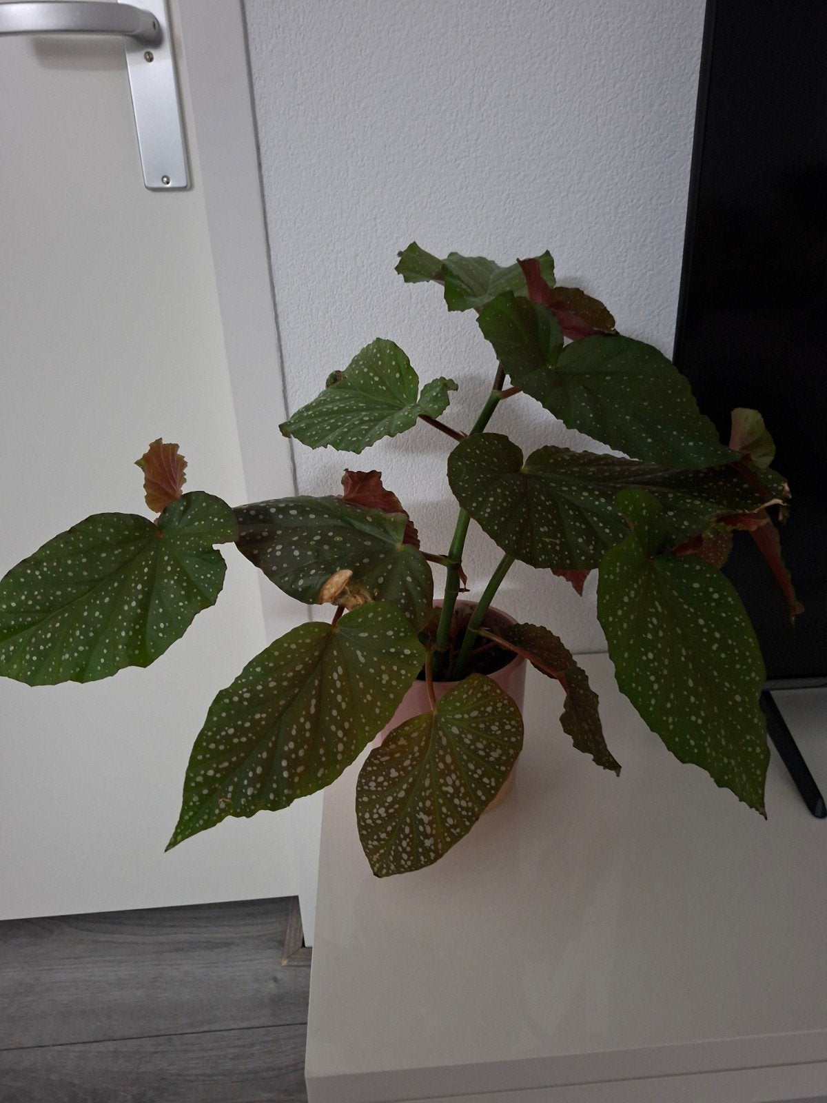 Mooie Begonia Maculata in pot - Kamerplant, Overige soorten, In pot, Minder dan 100 cm, Groene kamerplant
