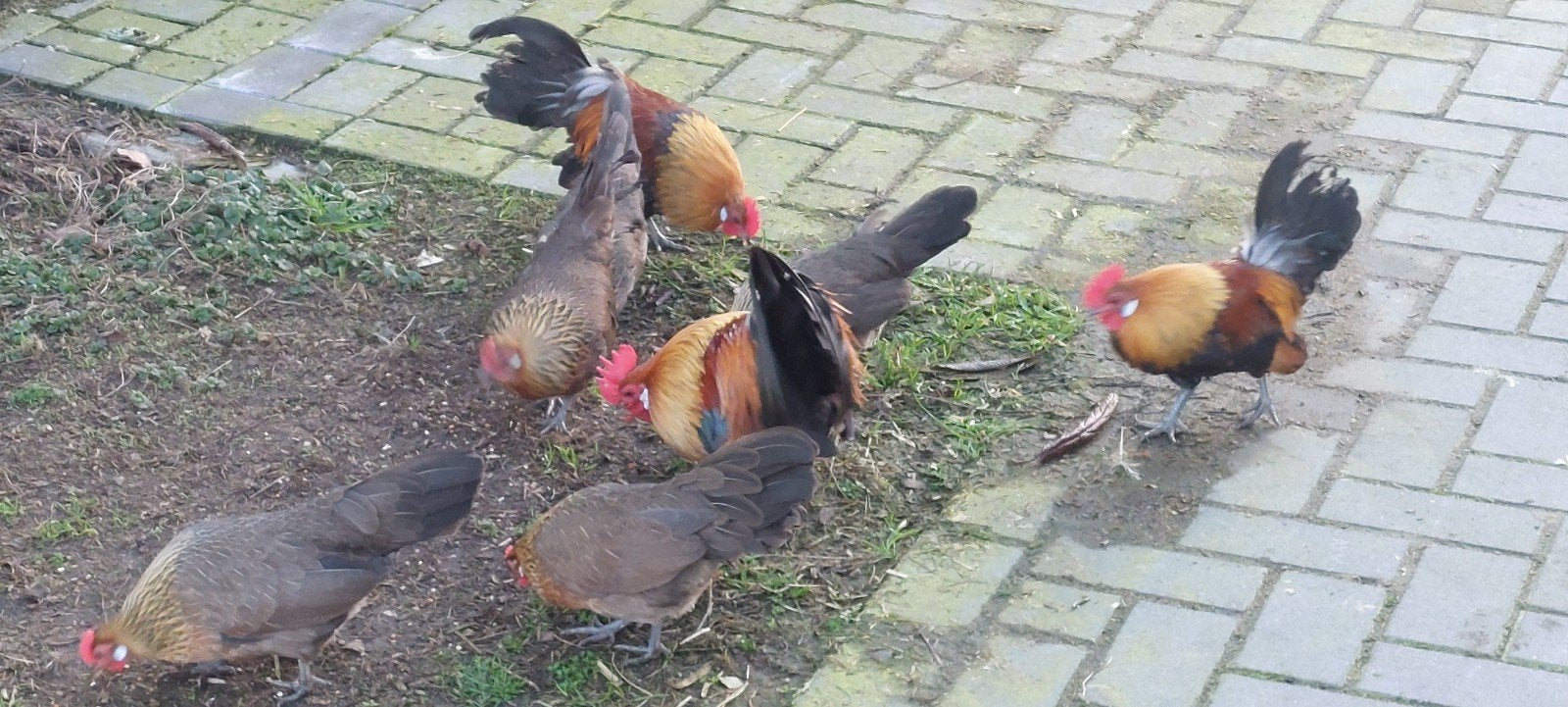Hollandse krielen patrijskleur, Meerdere dieren, Kip