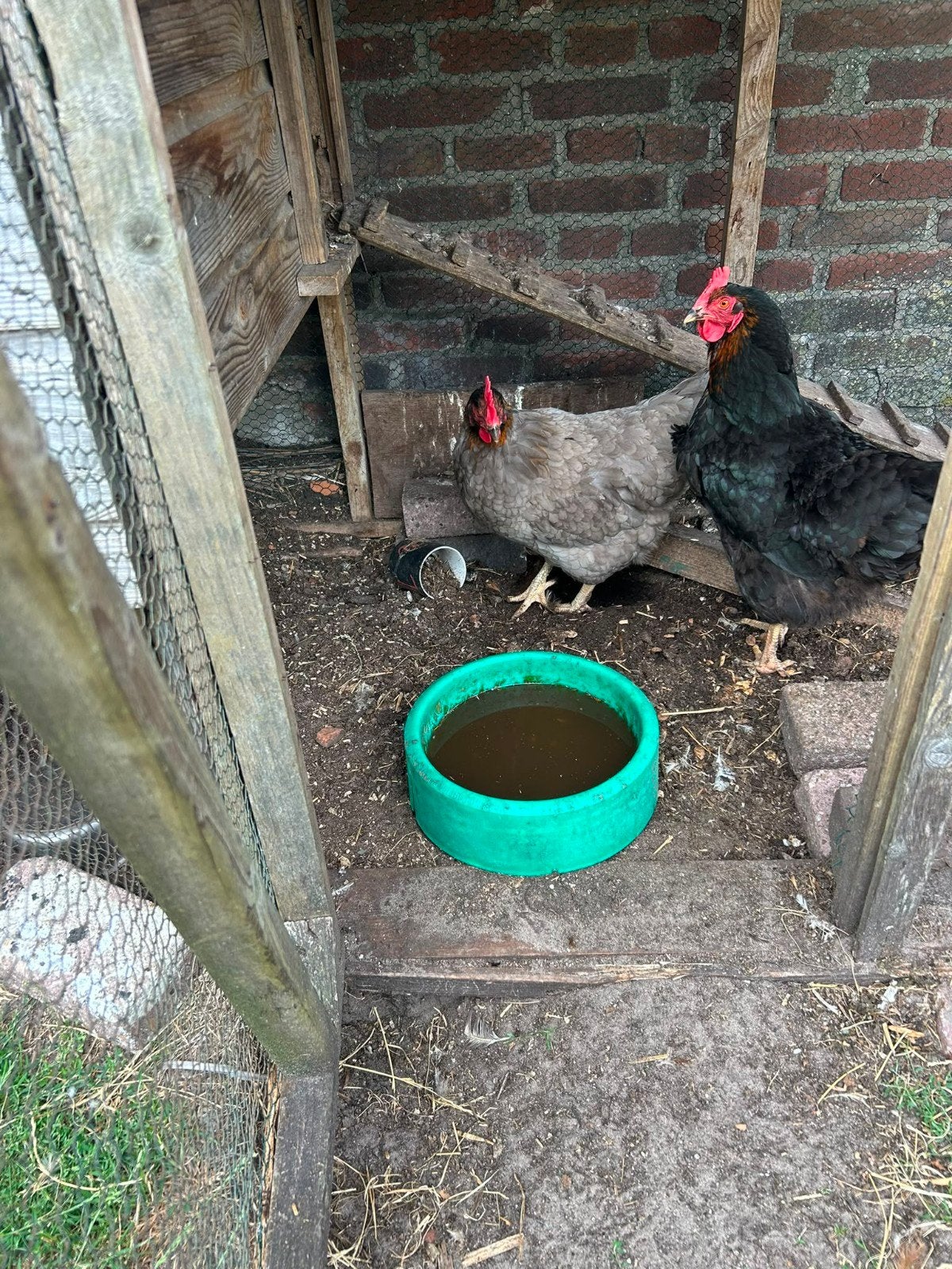Harco en Koningsberger + haan, Vrouwelijk, Kip