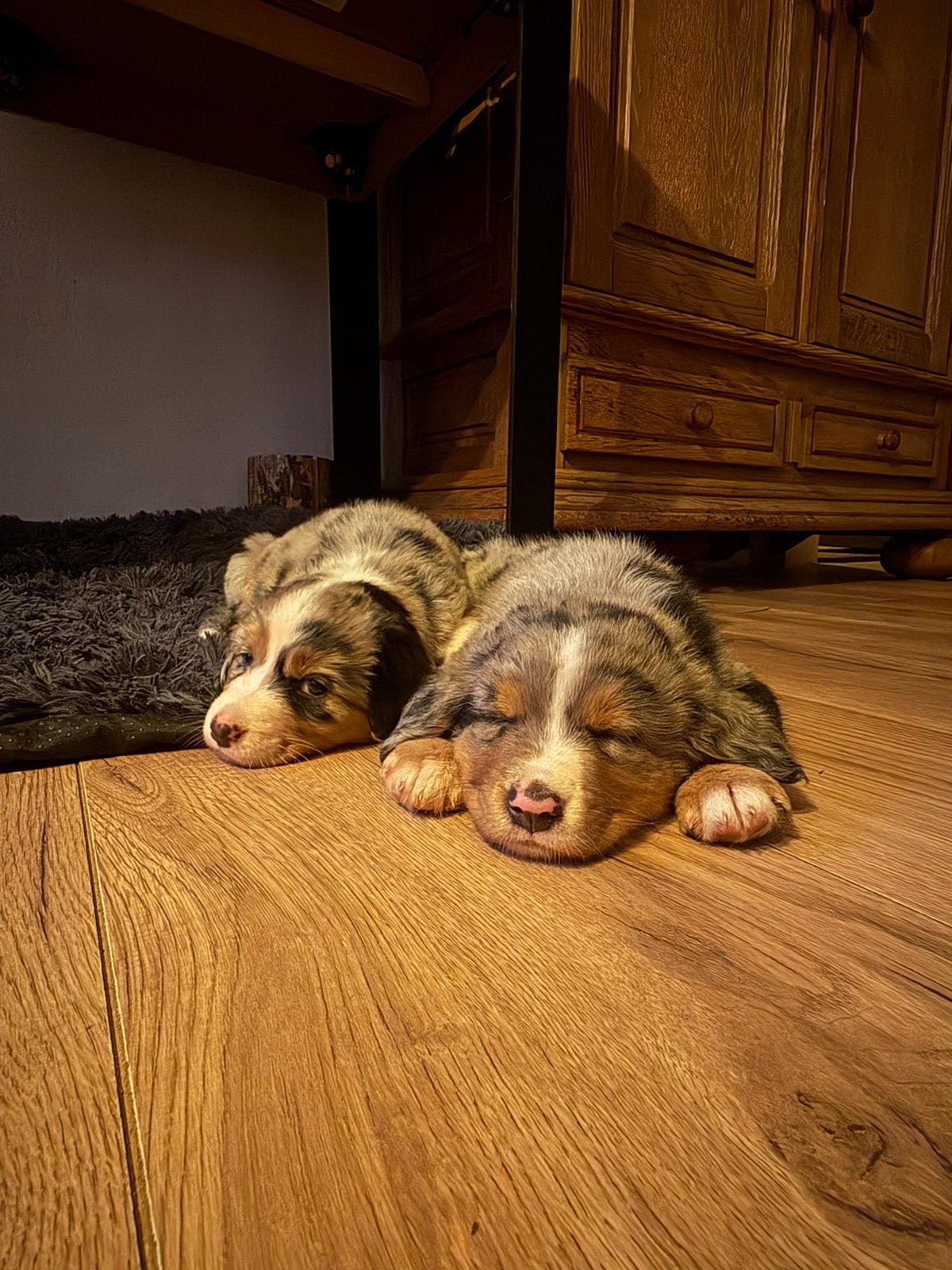 Kruising Australian Shepherd x Berner sennen pups, 8 tot 15 weken, Meerdere, Meerdere dieren, CDV (hondenziekte)