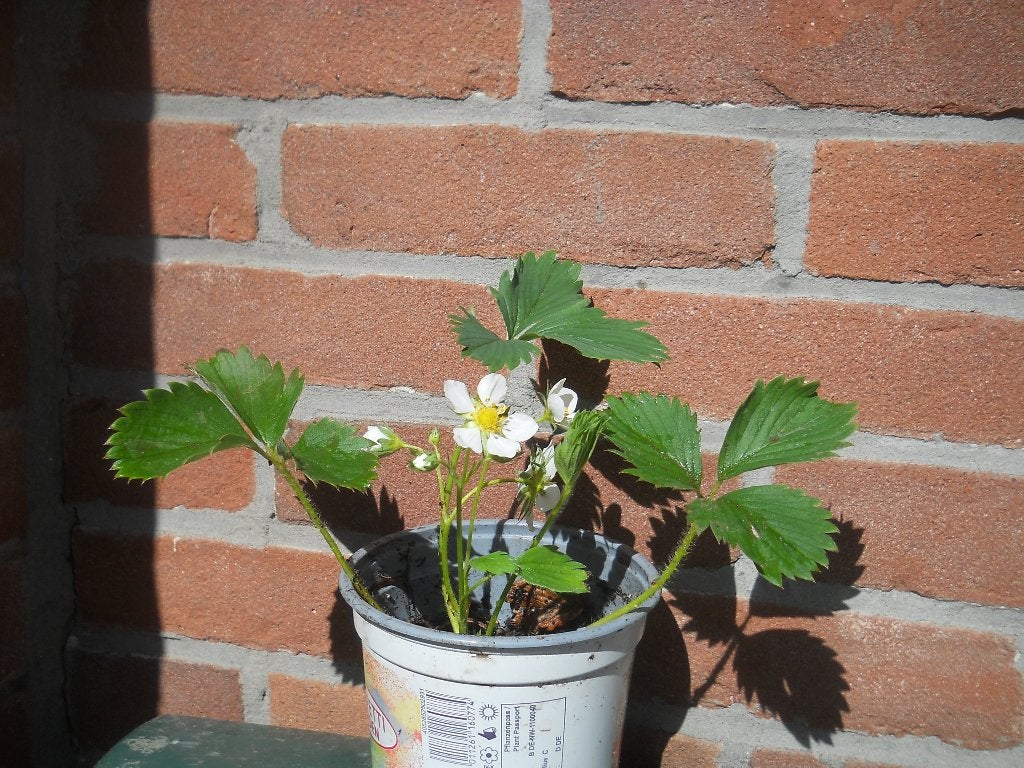 Aardbeiplanten Biologisch, Ophalen of Verzenden, Eenjarig, Groenteplanten, Volle zon