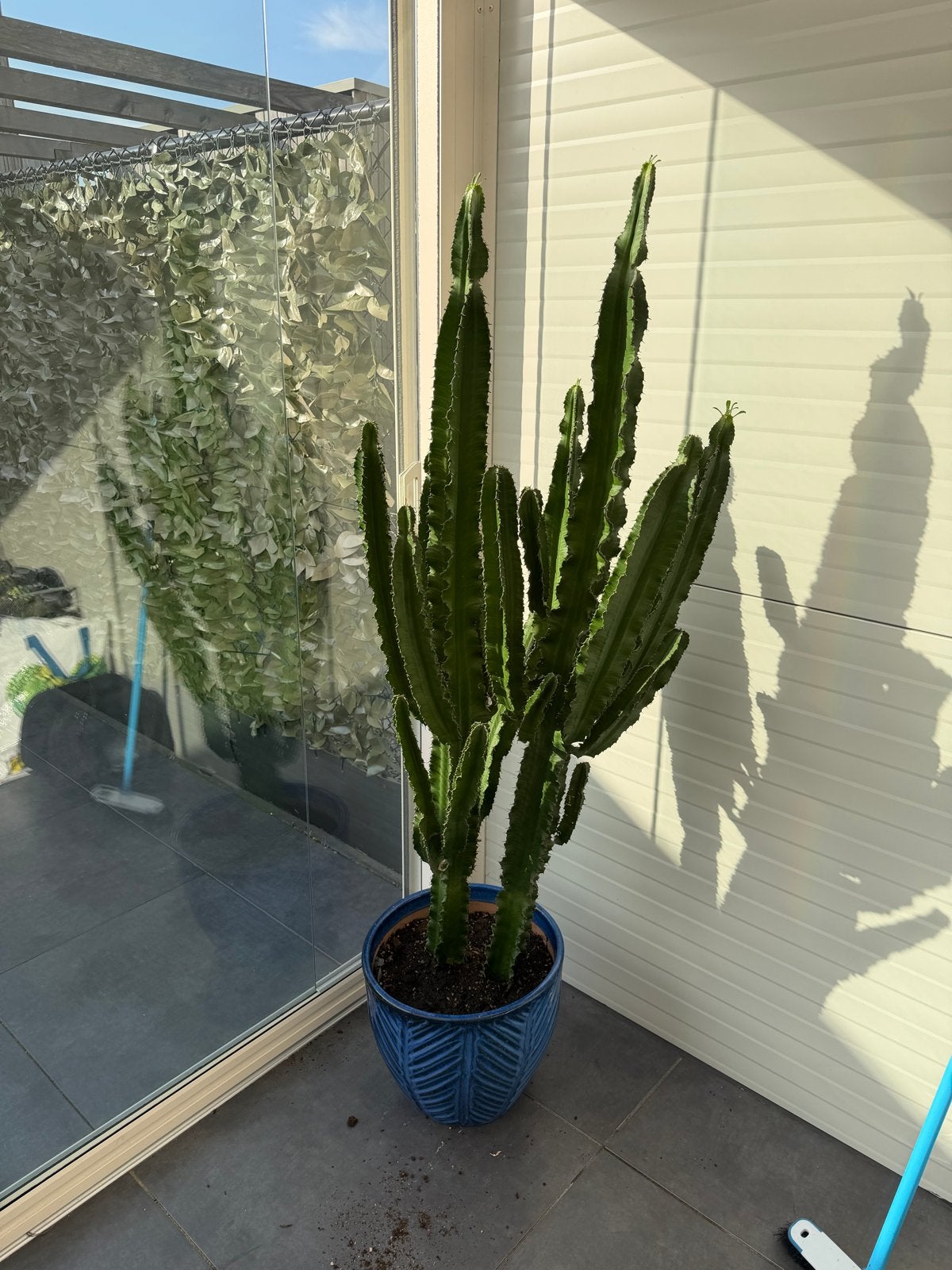 Grote Euphorbia Trigona cactus in blauwe pot 165cm hoog, Tuin en Terras, Ophalen, Vaste plant, Overige soorten, Volle zon