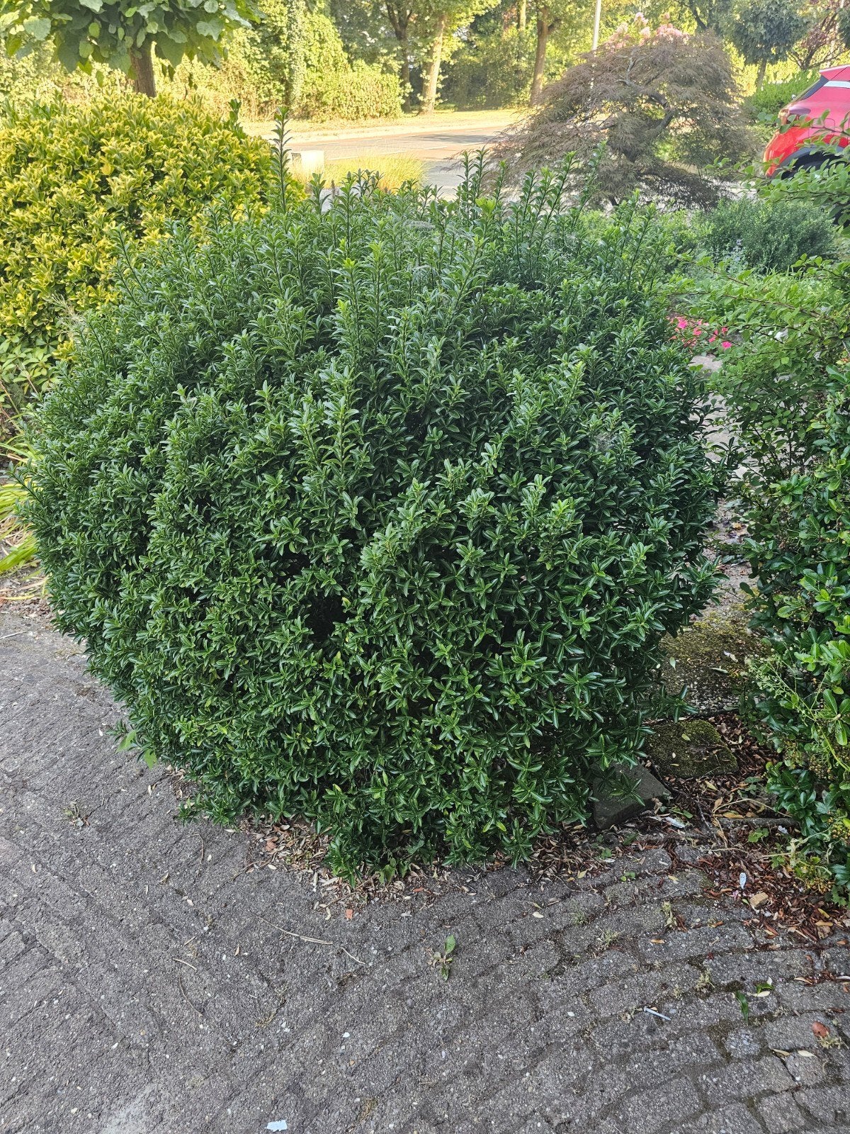 Diverse struiken en hagen voor uw tuin, Tuin en Terras, Planten | Struiken en Hagen, Ophalen of Verzenden, Buxus, Struik, 100 tot 250 cm