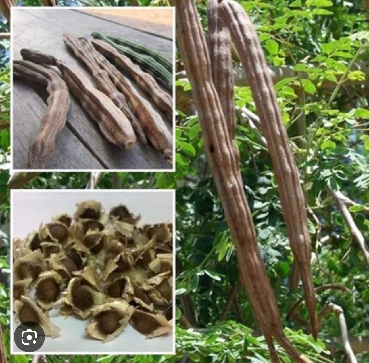 1+1 gratis Moringa Oleifera Zaden - Wonderboom Zaden, Ophalen of Verzenden, Gehele jaar, Volle zon, Zaad