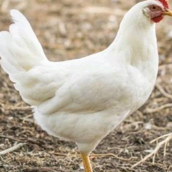 Witte leghorn kippen 20 weken, Vrouwelijk, Kip