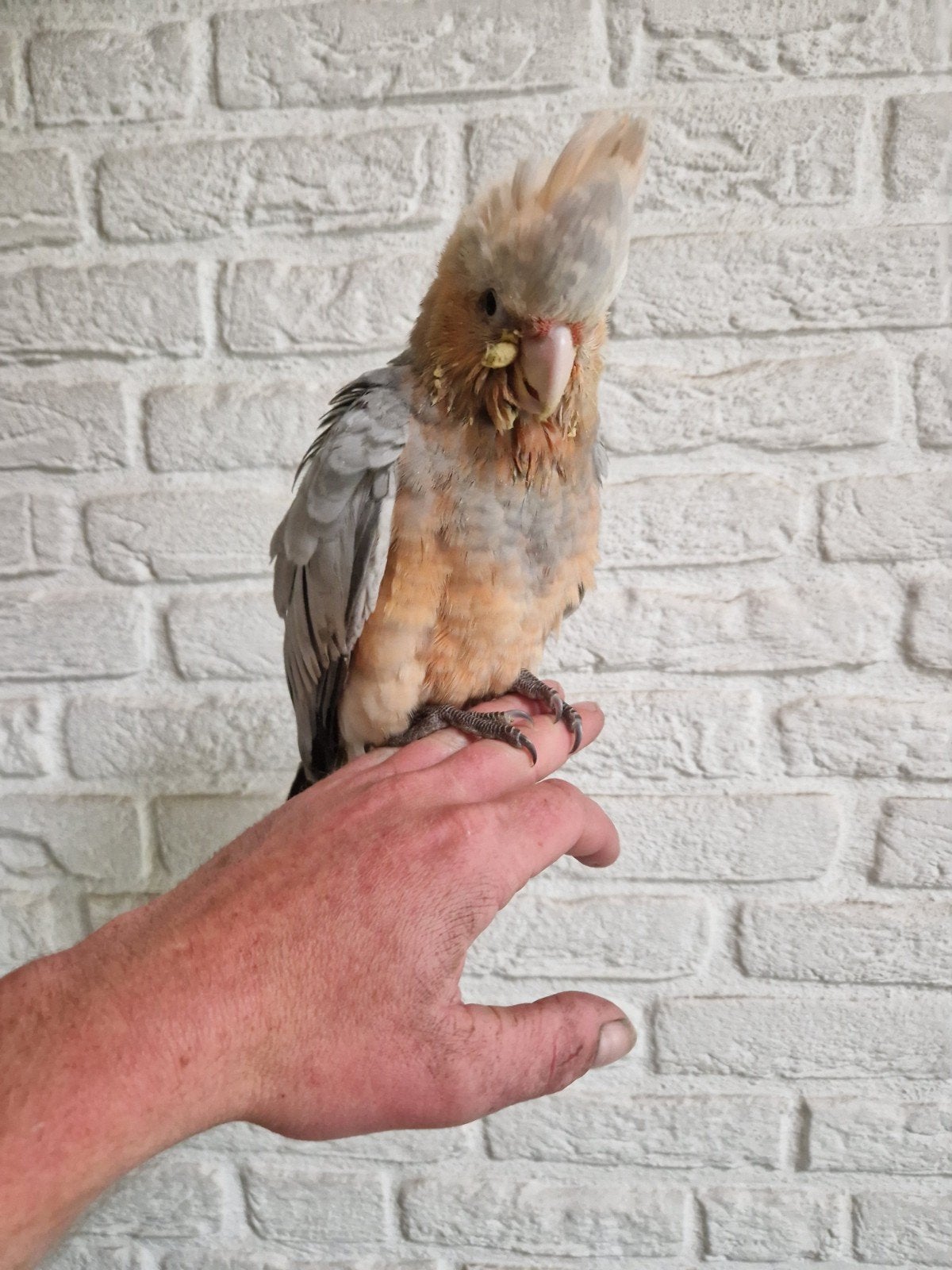 tamme kaketoe, kruizing inca x rose katoe, Geslacht onbekend, Papegaai, Tam